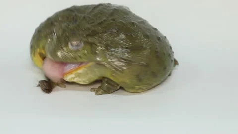 Bullfrog on a white background eats a cricket Vídeo Stock 169554406