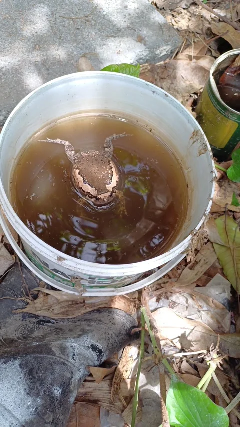 Bullfrog1 Stock Footage 276604877