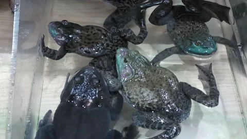 Bullfrogs Vídeo Stock 155152599
