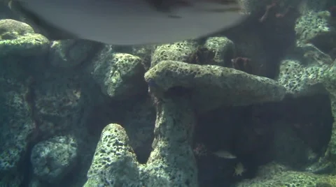 Bullhead fish and other flat fish swim near coral in enclosed tank silent Stock Footage 40706192