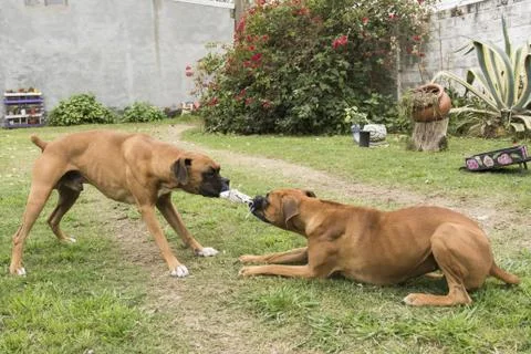 Bullmastiff dogs pulling an object while playing in the garden Stock Photos