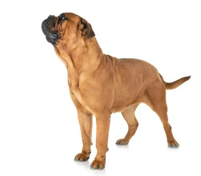 Bullmastiff in studio Stock Photos