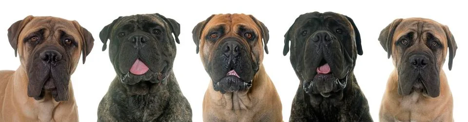 Bullmastiffs in studio Stock Photos