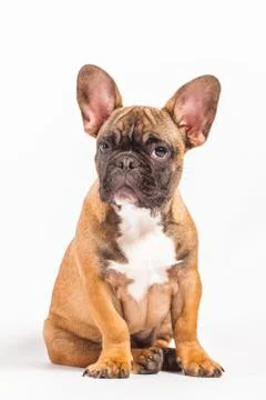 Bullo Stock Photos
