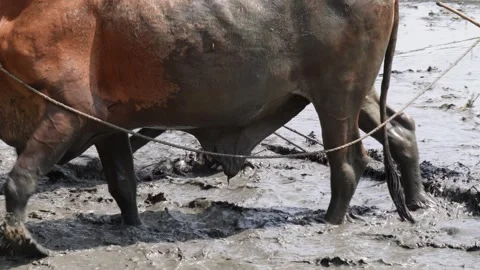 Bullock are pulling the plough in the field for ploughing Stock Footage 314509863