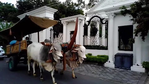 Bullock cart Stock Footage 162880125