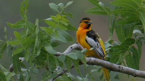 Bullock's Oriole Stock Footage 282282