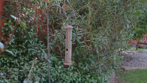 Bullock's Oriole perches on a shepherd's hook near a bird feeder 스톡 동영상 329906214