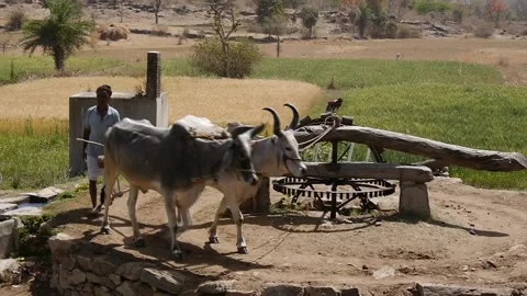 Bullocks pulling water mill, Rajasthan, northern India Stock Footage 209271463