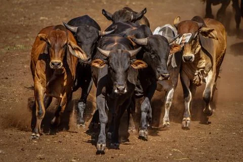 Bullrun Stock Photos