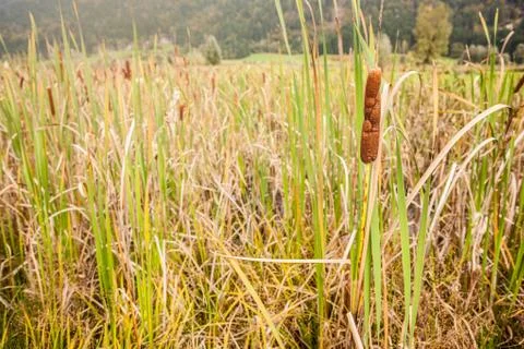 Bullrush Stock Photos
