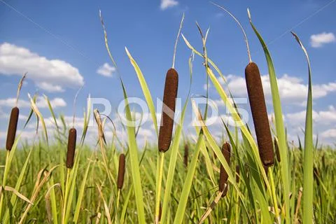 Bullrushes or cattails against a beautiful blue sky with clouds. Stock Photos