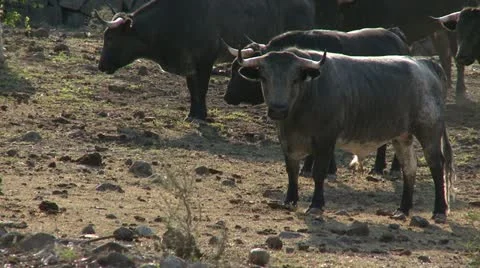 Bulls 1 動画素材 10973116