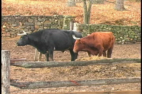 Bulls 2 Stock Footage 401617