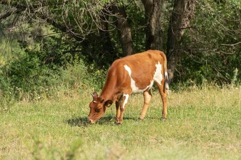 Bulls and cows in nature Foto stock
