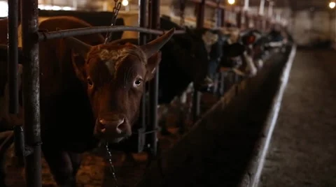Bulls And Cows In The Stable Video stock 62734550