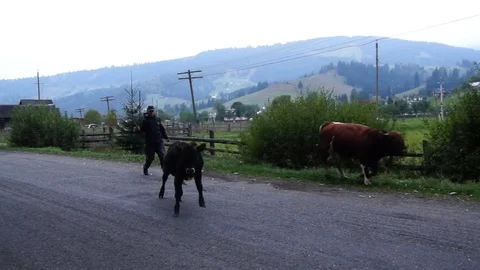 Bulls are being driven along the road. Video stock 76249891