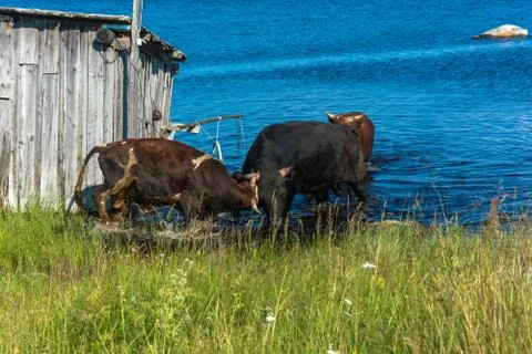 The bulls bathing in the lake. Stock Photos