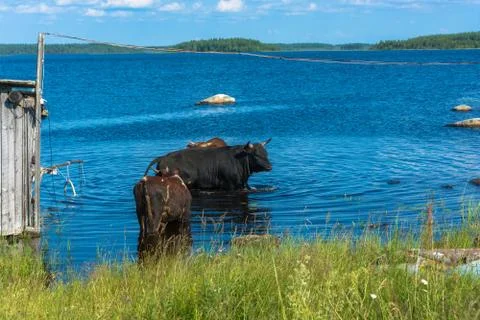 The bulls bathing in the lake. Stock Photos