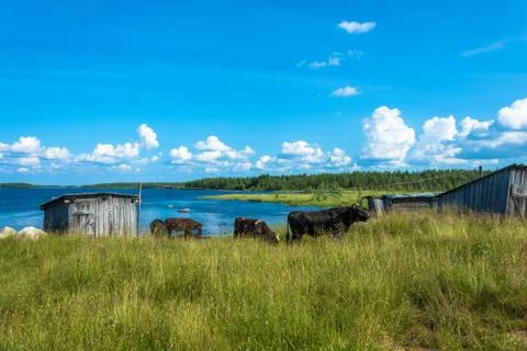 The bulls bathing in the lake. Stock Photos