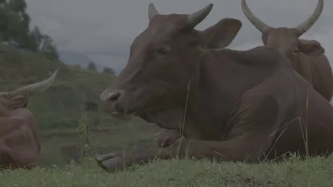 Bulls chewing on a field. Видео 69215571