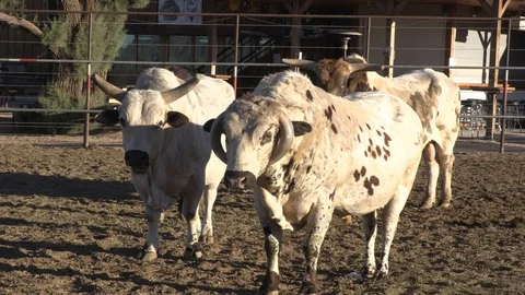 Bulls in the Corral Stock Footage 93773970