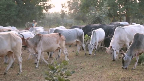 Bulls cows and buffalo Stock Footage 196006229