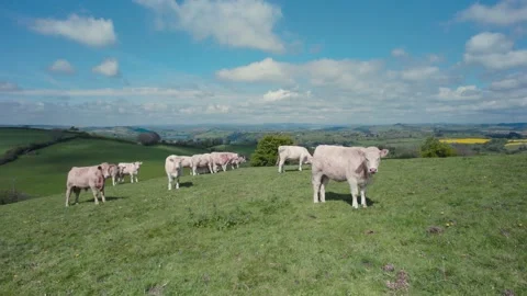 Bulls on Devon Fields and Meadows from a drone, English Village, England, Europe Stock Footage 190962514