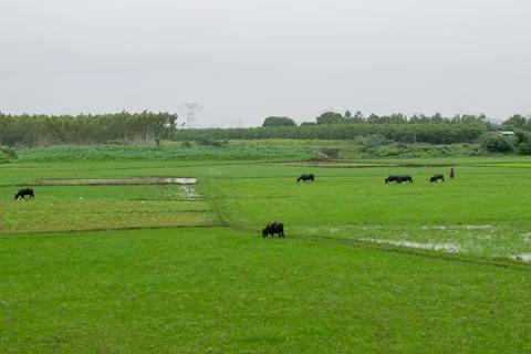 Bulls eating grass Foto stock