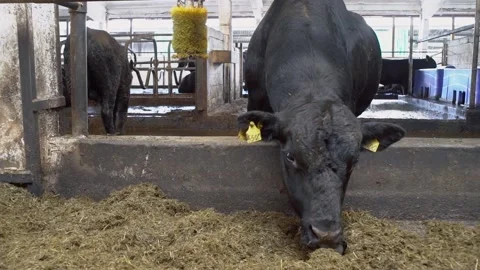 Bulls eats feed on a natural milk farm. Video stock 137822630