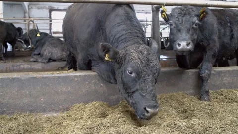Bulls eats feed on a natural milk farm. Stock Footage 137822713