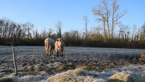 Bulls in the field Stock Footage 123287295