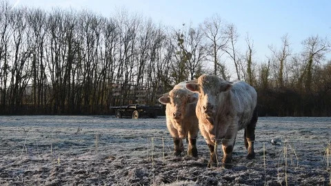 Bulls in the field Stock Footage 123287802