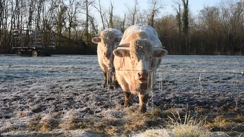 Bulls in the field Stock Footage 123288420