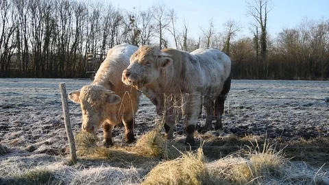 Bulls in the field Stock Footage 123289468