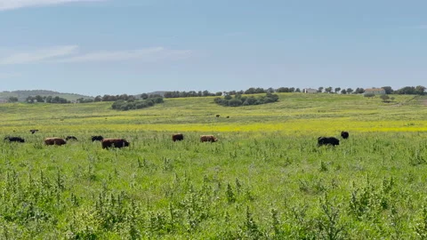 Bulls in the field 動画素材 202288244