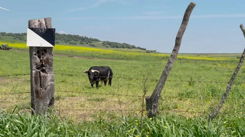 Bulls in the field Stock Footage 202288273