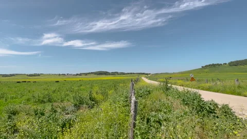 Bulls in the field 動画素材 202288451