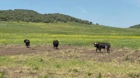 Bulls in the field Stock Footage 202288471
