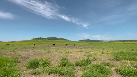 Bulls in the field Stock Footage 202288565