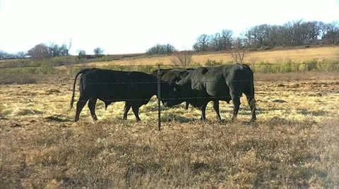 Bulls fighting Stock Footage 20171975