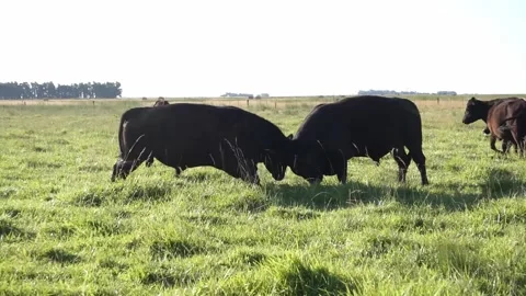 Bulls fighting Stock Footage 132354443
