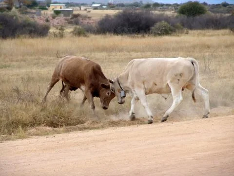 Bulls fighting Foto stock