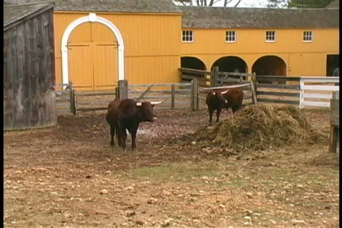 Bulls Stock Footage 401618