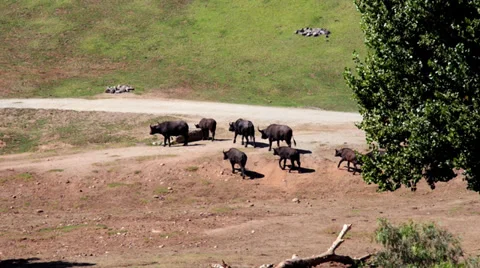 Bulls Stock Footage 32481412