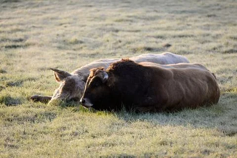 Bulls lying side by side Stock Photos
