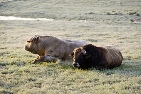 Bulls lying side by side Stock Photos