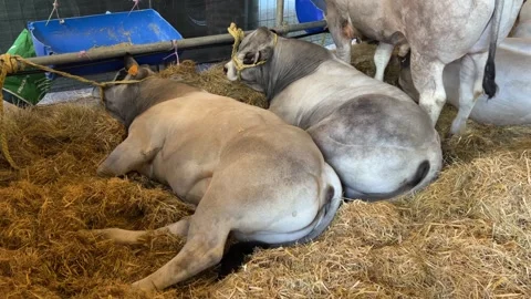 Bulls lying on straw in the barn Stock Footage 270087672