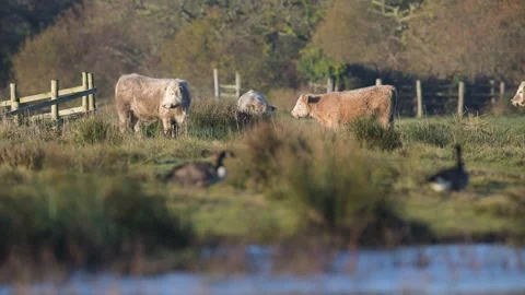 Bulls on Marshes at winter time, Devon, England, UK 動画素材 257727128