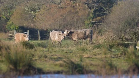 Bulls on Marshes at winter time, Devon, England, UK Видео 257802230